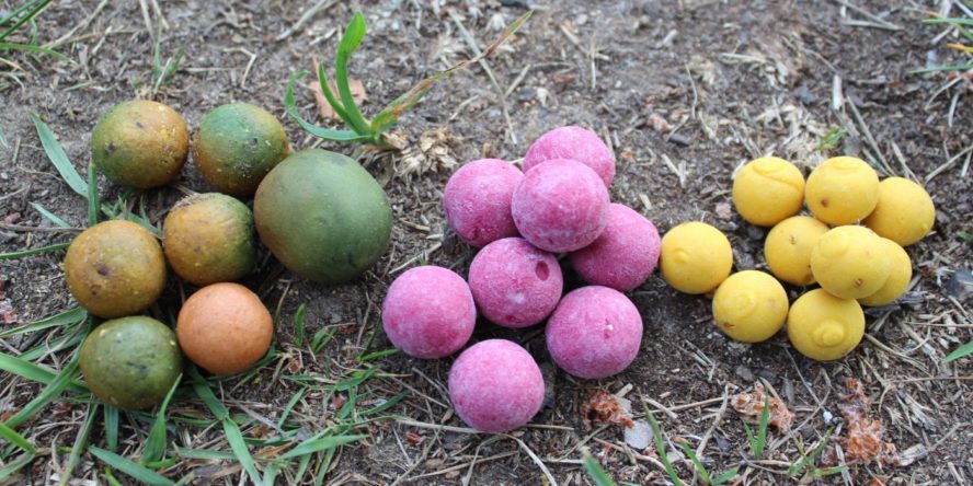 Boilies - Die besten Karpfenköder