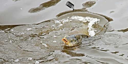 Angeln mit Futterkorb Montage